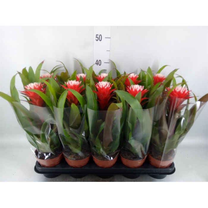 <h4>Guzmania  'Hope'</h4>