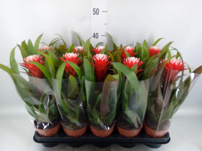 Guzmania  'Hope'