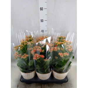 Kalanchoe  'Volcanic Orange'