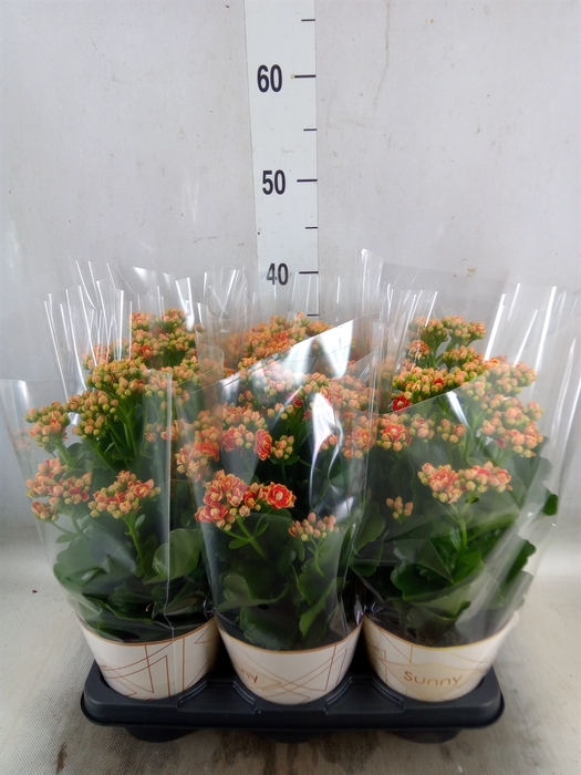 <h4>Kalanchoe  'Volcanic Orange'</h4>