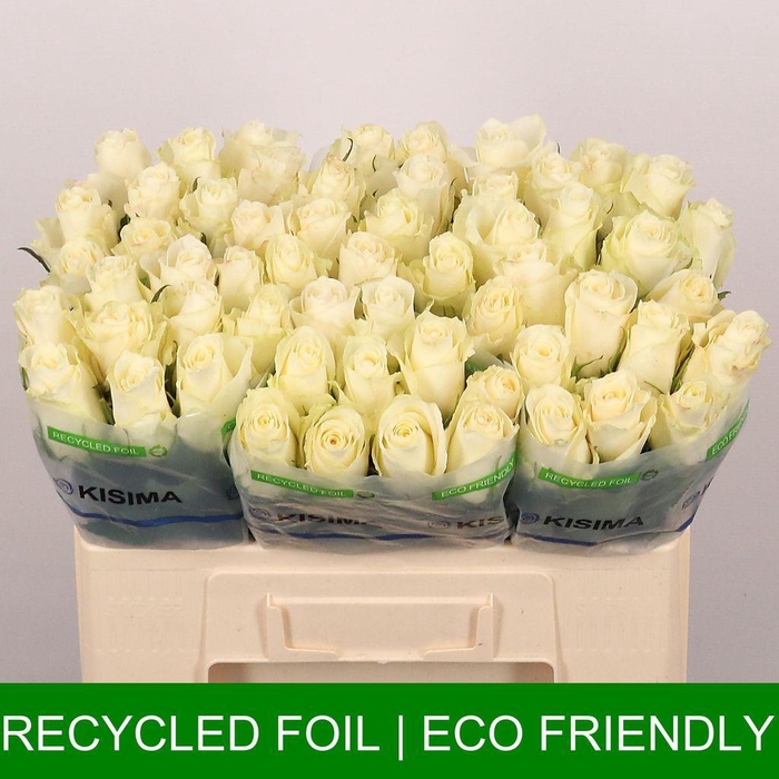 <h4>Rosa large albatros</h4>