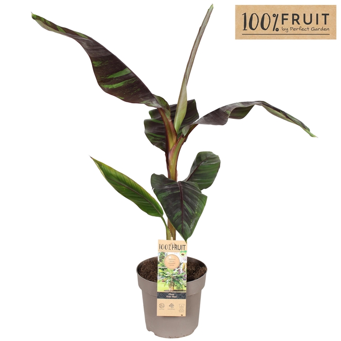 <h4>Musa sikkimensis 'Ever Red' P21</h4>