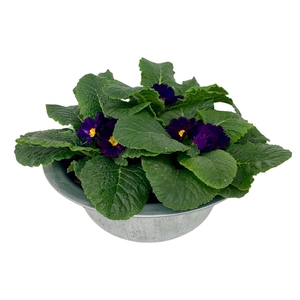 Primula zinken schaal op kleur 336