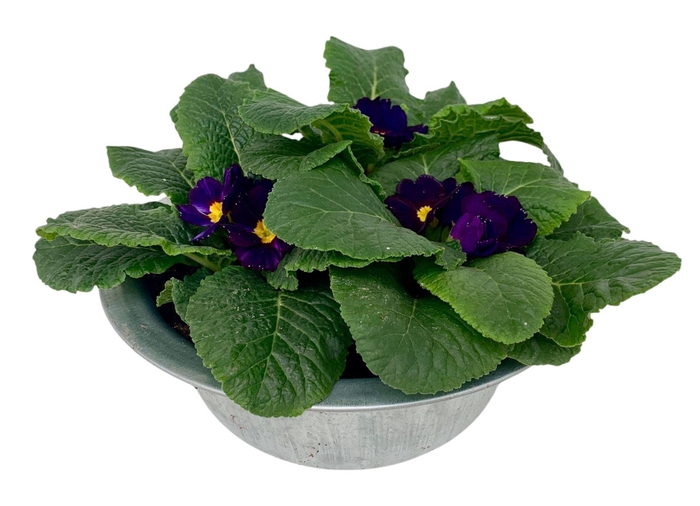 <h4>Primula zinken schaal op kleur 336</h4>