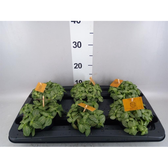 <h4>Fittonia verschaf.</h4>