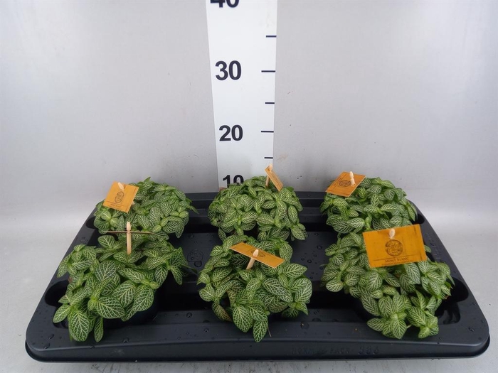 Fittonia verschaf.