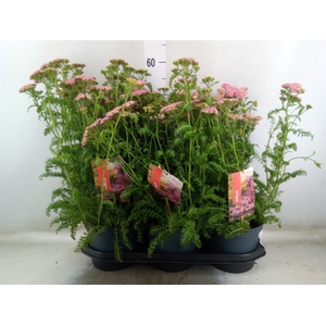 Achillea millef.