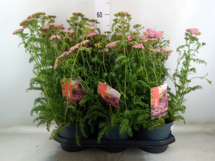 <h4>Achillea millef.</h4>