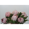 Protea Cynaroides