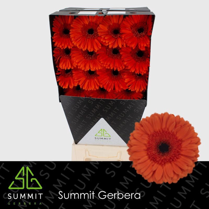 <h4>Gerbera Capella Diamond</h4>