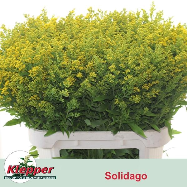 <h4>SOLI GOLDEN GLORY</h4>