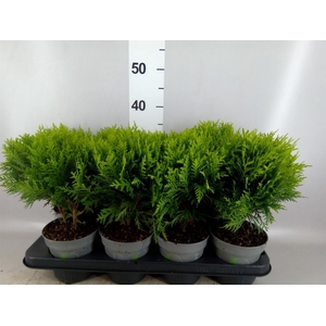 Thuja occid. 'Danica'