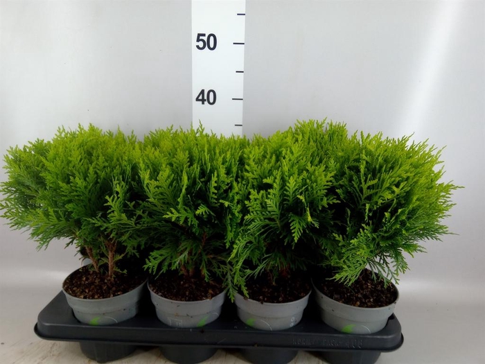 <h4>Thuja occid. 'Danica'</h4>