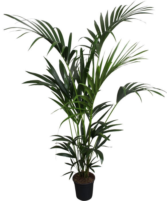 <h4>HOWEA FORSTERIANA</h4>