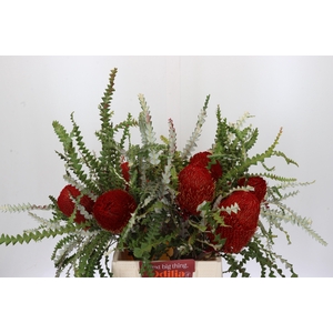 Banksia Speciosa Red