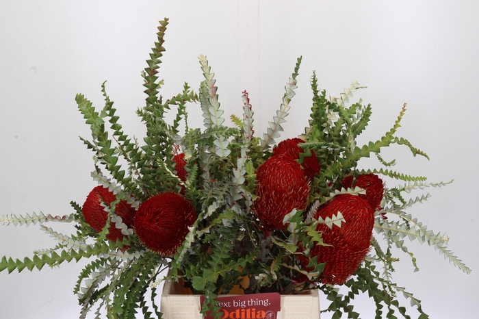 <h4>Banksia Speciosa Red</h4>