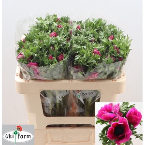 ANEM CO GALIL PURPER