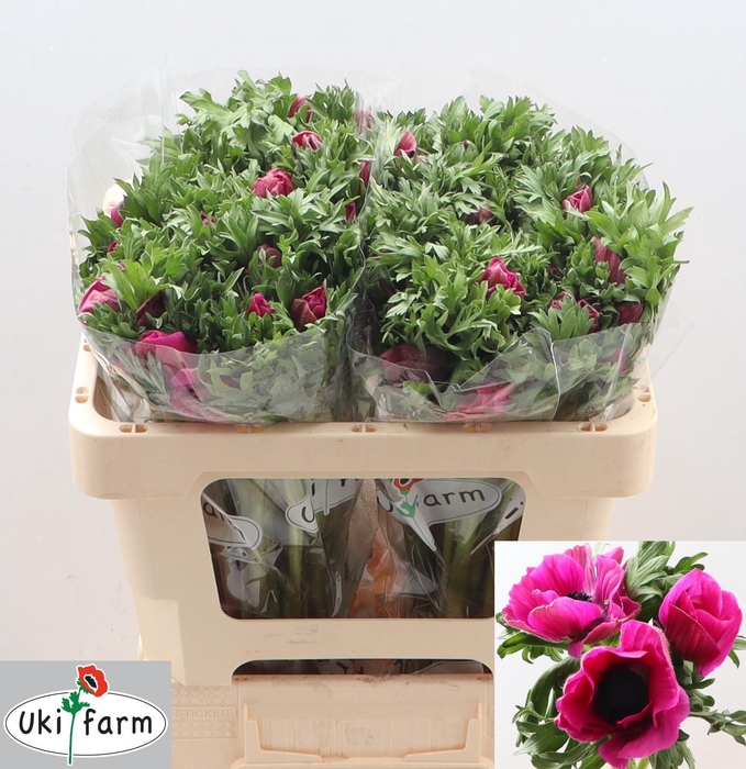 <h4>ANEM CO GALIL PURPER</h4>