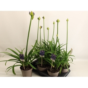 AGAPA EYDORI BLUE