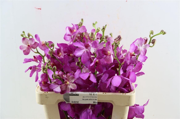 <h4>Mokara Jairak Blue</h4>