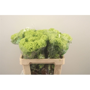 Viburnum Roseum St 4+