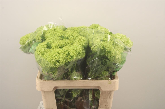 <h4>Viburnum Roseum St 4+</h4>