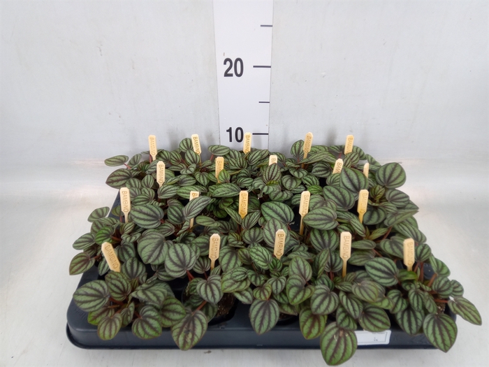 <h4>Peperomia albov. 'Piccolo Banda'</h4>
