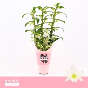 Dendrobium Nobilé, Apollon 3-spike 'Orchid Collection' Potcover