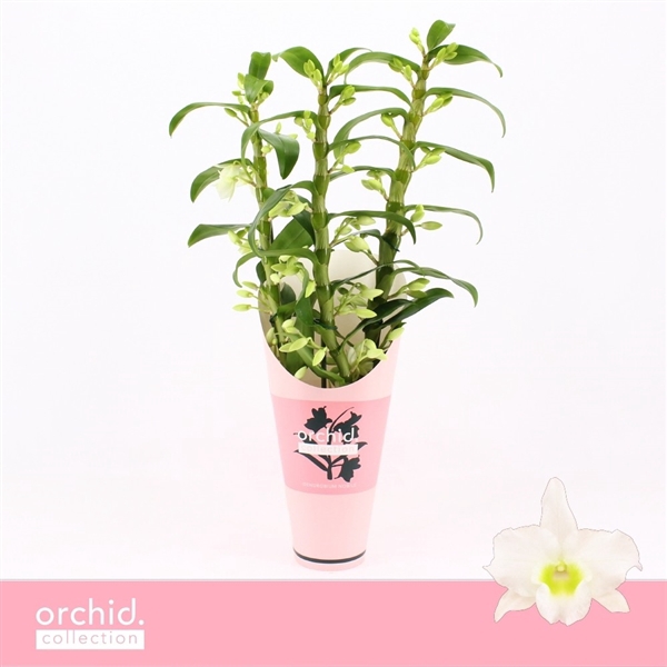 <h4>Dendrobium Nobilé, Apollon 3-spike 'Orchid Collection' Potcover</h4>
