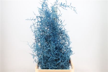 <h4>Asparagus Wild Blue</h4>