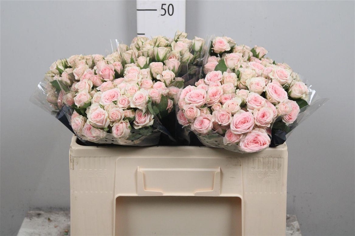 <h4>R Tr Severina</h4>