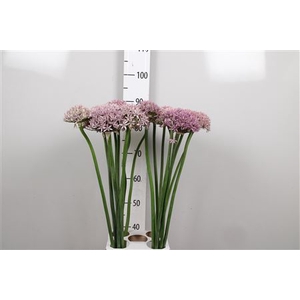 Allium Pink Jewel