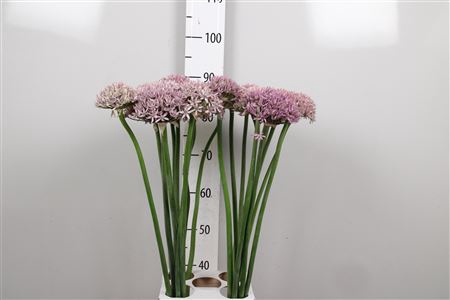 <h4>Allium Pink Jewel</h4>
