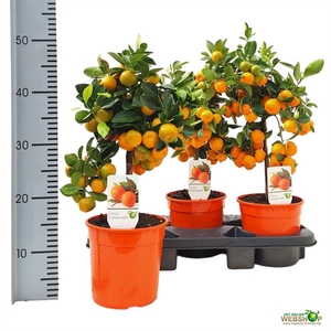 Calamondin op stam
