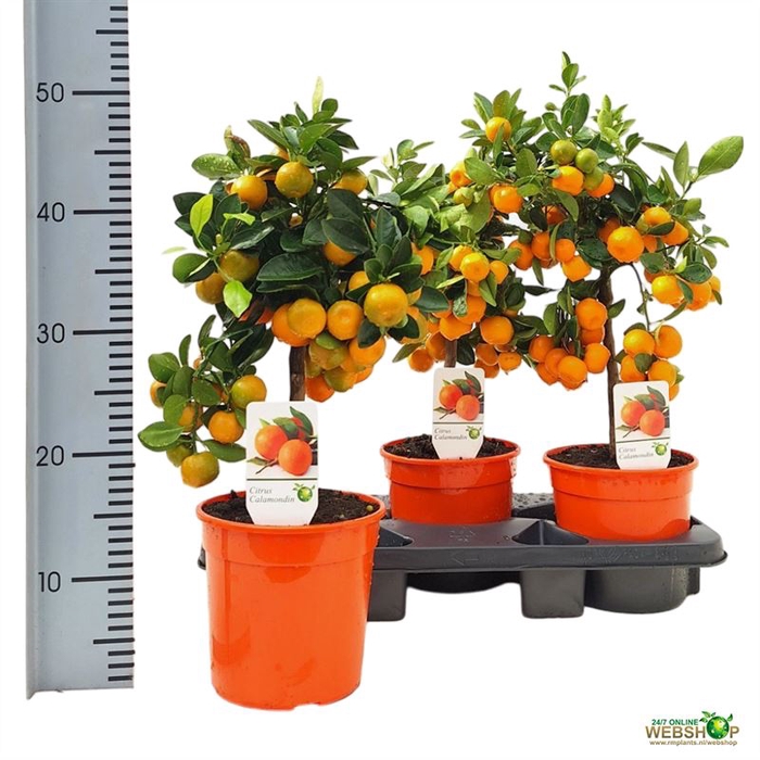 Calamondin op stam