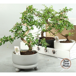 BONSAI GEM