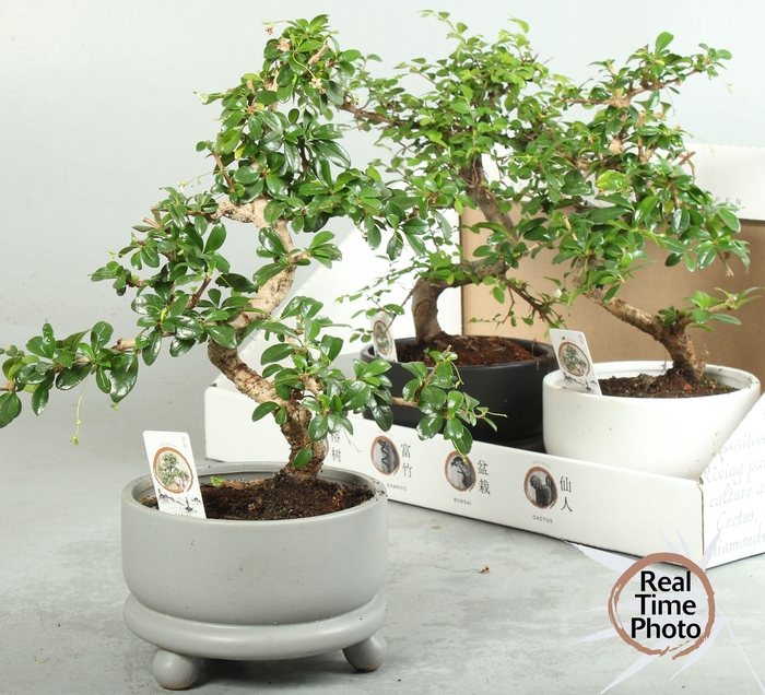 <h4>BONSAI GEM</h4>