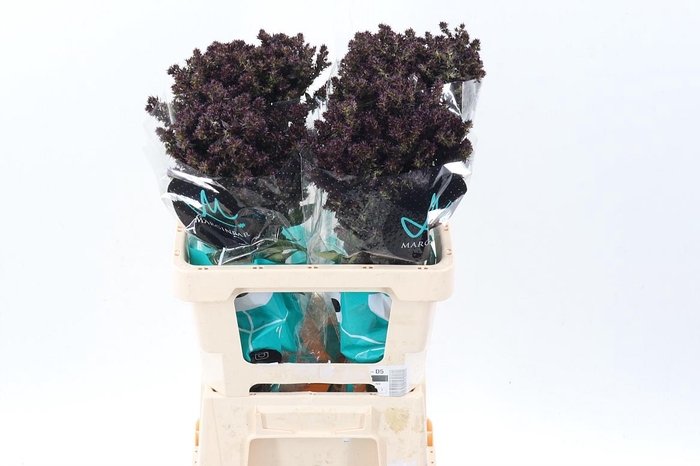 <h4>Phlox P Blind Lion</h4>