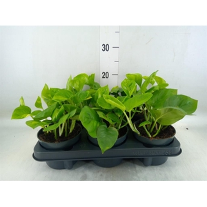 Epipremnum pinn. 'Global Green'