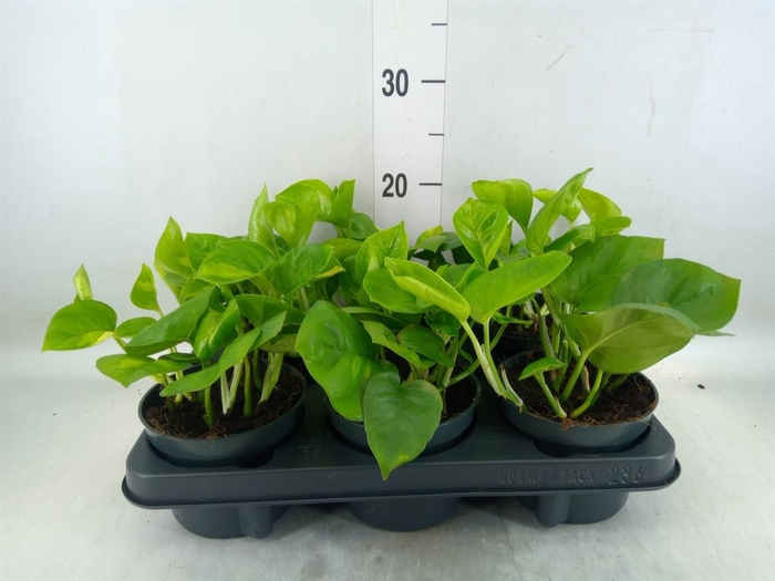 <h4>Epipremnum pinn. 'Global Green'</h4>