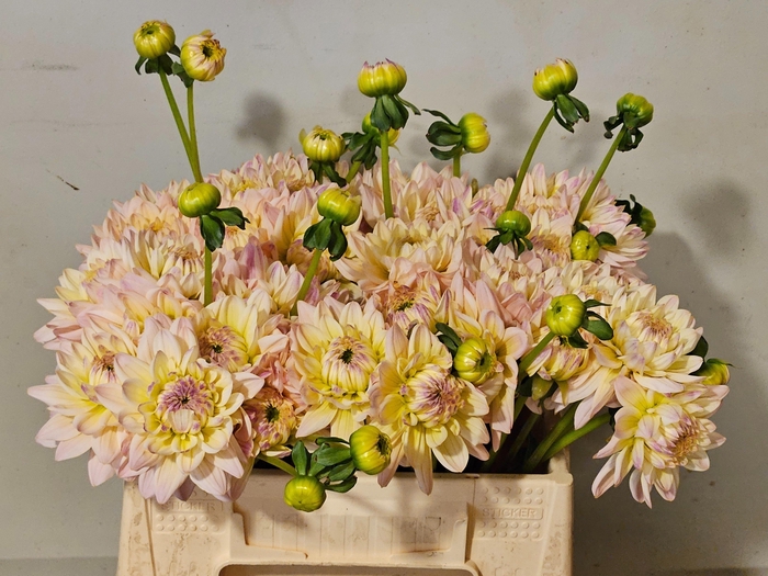 <h4>DAHL DIANA'S MEMORY</h4>