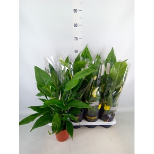 Spathiphyllum  'Sweet Chico'