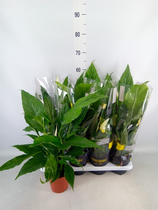 <h4>Spathiphyllum  'Sweet Chico'</h4>