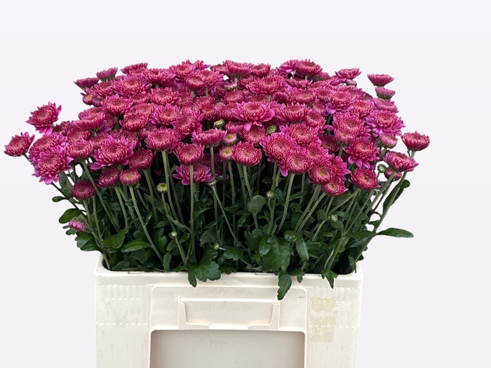 <h4>CHR T BLENDA PURPER</h4>