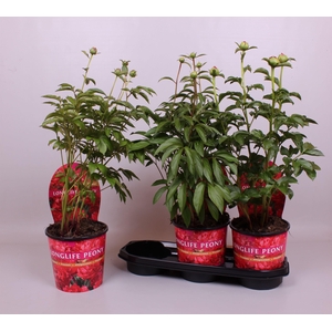 Paeonia 19CM Rood Longlife