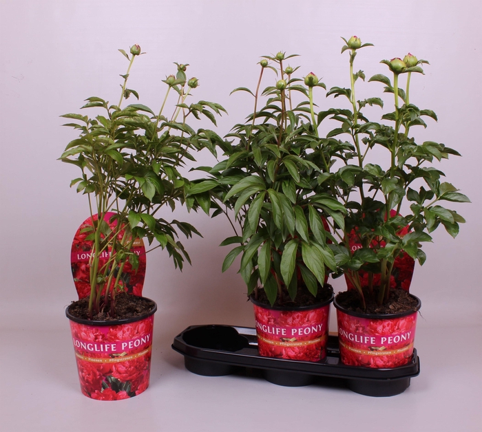 <h4>Paeonia 19CM Rood Longlife</h4>