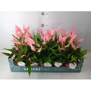 Anthurium andr. 'Lilli'