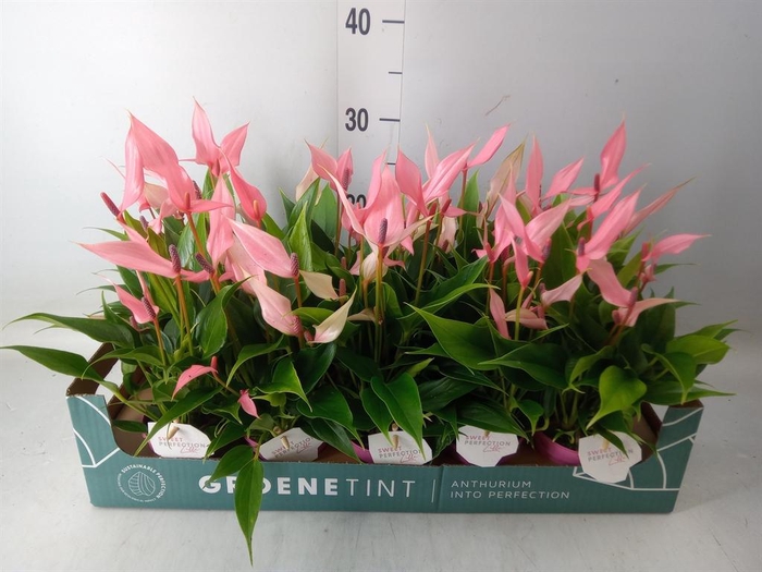 <h4>Anthurium andr. 'Lilli'</h4>