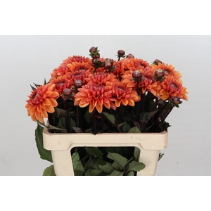 Dahlia Love Of My Life