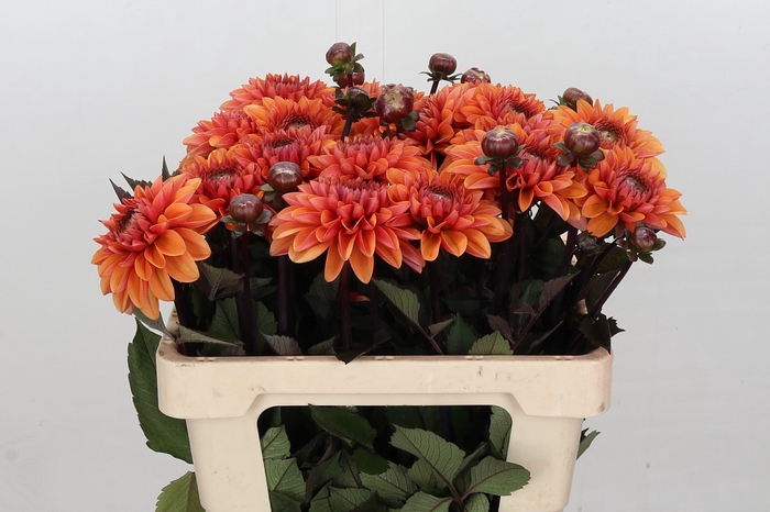 <h4>Dahlia Love Of My Life</h4>